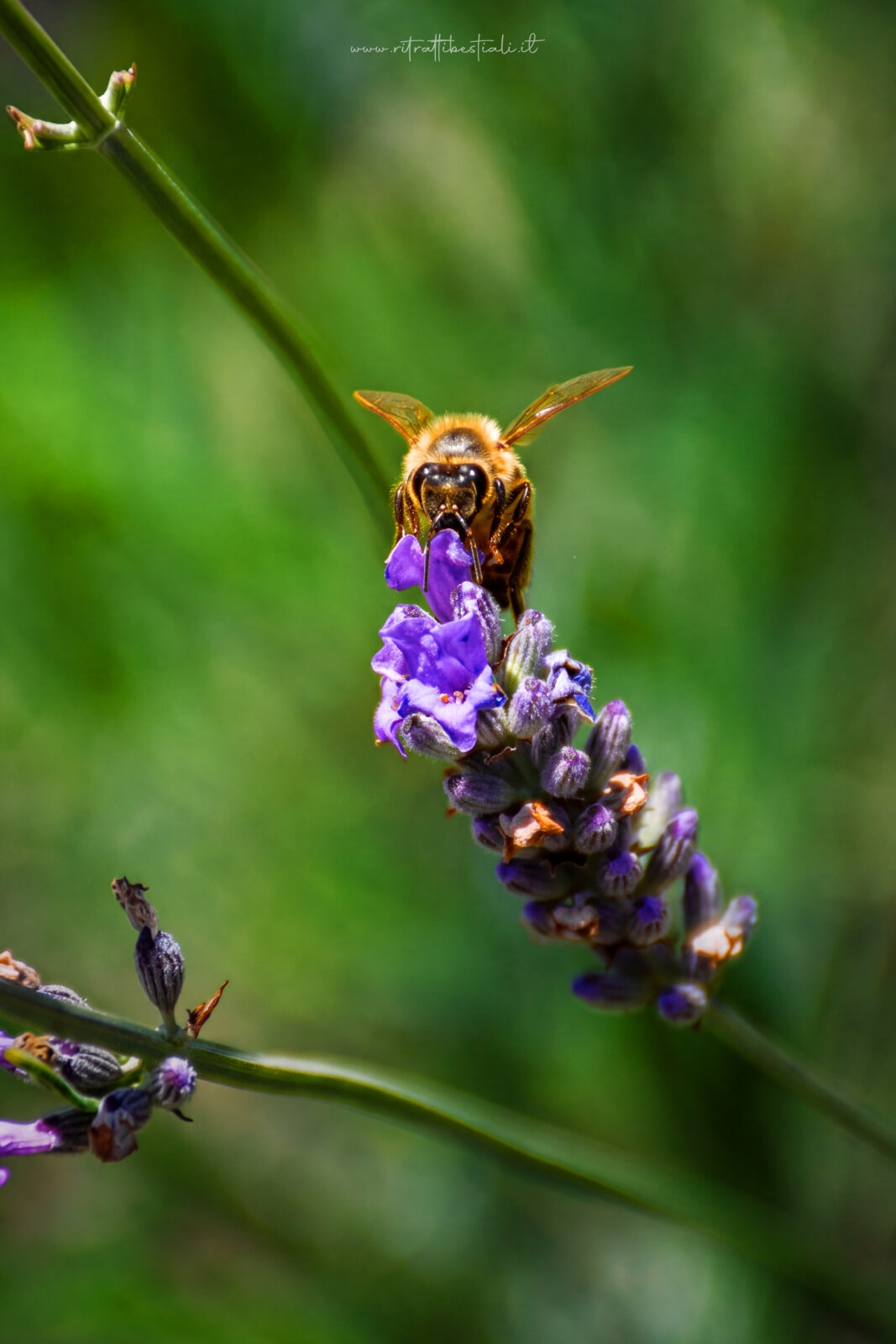Ape su fiore